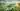 ai in agritech